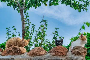 animal jigsaw puzzle