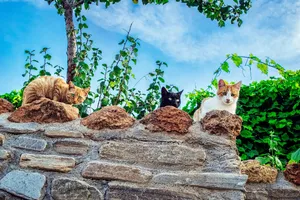 cats jigsaw puzzle