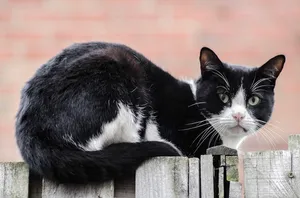 cat jigsaw puzzle