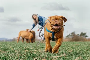 bordeaux mastiff jigsaw puzzle