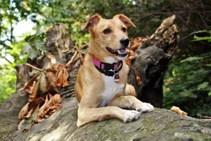 dog jigsaw puzzle