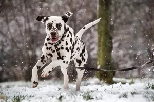 dalmatian jigsaw puzzle