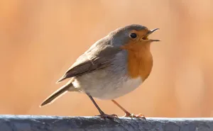 robin jigsaw puzzle