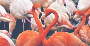 flamingo jigsaw puzzle