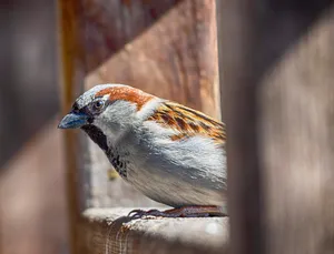 sparrow jigsaw puzzle