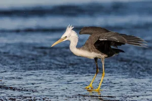 heron jigsaw puzzle