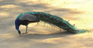 peacock jigsaw puzzle