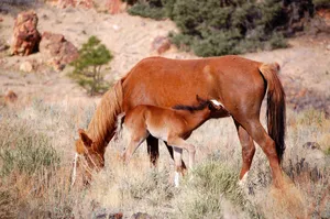 mustang jigsaw puzzle