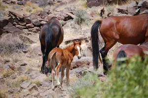 mustang jigsaw puzzle