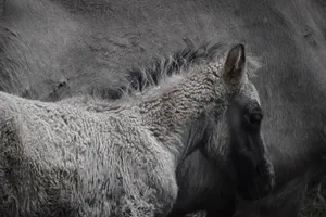 foal jigsaw puzzle