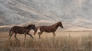 horses jigsaw puzzle