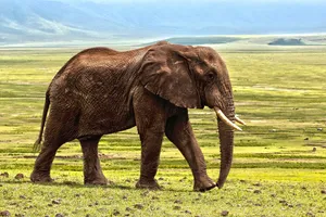 elephant jigsaw puzzle