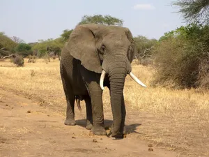 elephant jigsaw puzzle