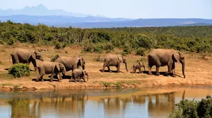 elephants jigsaw puzzle