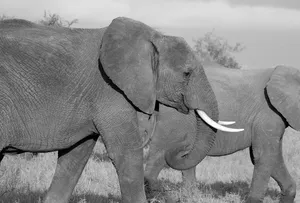 elephant jigsaw puzzle