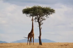 giraffe jigsaw puzzle