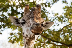 giraffe jigsaw puzzle