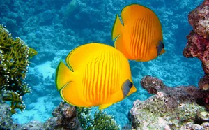 lemon butterflyfish jigsaw puzzle