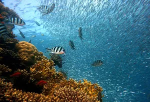 fish jigsaw puzzle