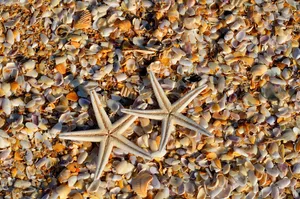 starfish jigsaw puzzle
