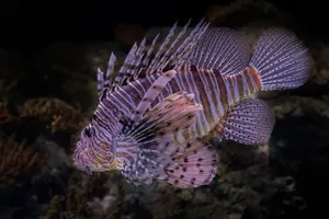 lionfish jigsaw puzzle