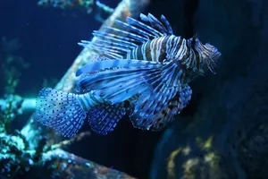 fish jigsaw puzzle