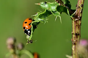 ladybug jigsaw puzzle