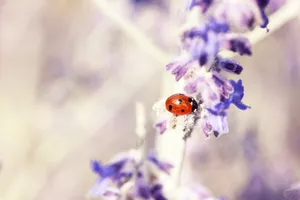 ladybug jigsaw puzzle