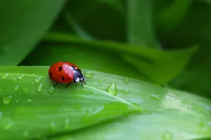 ladybug jigsaw puzzle