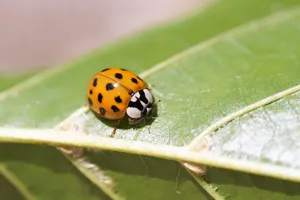 ladybug jigsaw puzzle