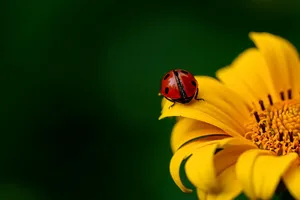 ladybug jigsaw puzzle