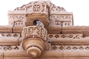 squirrel jigsaw puzzle