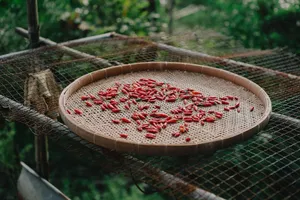 chilli jigsaw puzzle