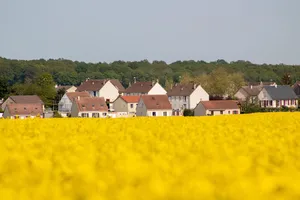 rapeseed jigsaw puzzle