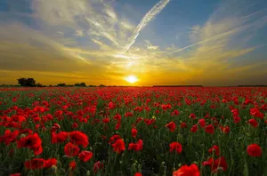 sunset jigsaw puzzle