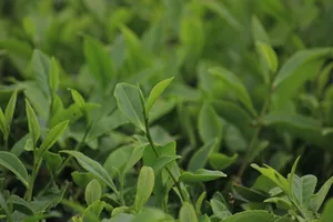 tea jigsaw puzzle