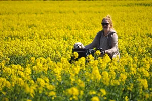 rapeseeds jigsaw puzzle