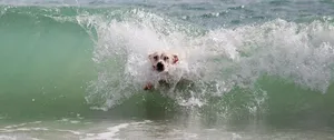 dog jigsaw puzzle