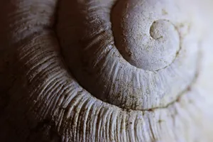 shell jigsaw puzzle