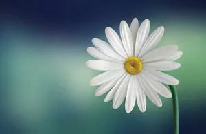 flower jigsaw puzzle