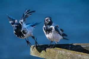 crows jigsaw puzzle
