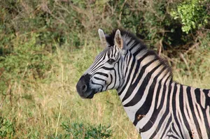 zebra jigsaw puzzle