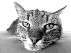 cat jigsaw puzzle