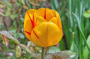 tulip jigsaw puzzle