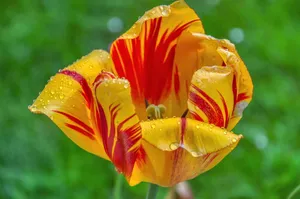tulip jigsaw puzzle