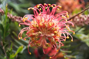 grevillea jigsaw puzzle