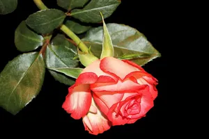 rose jigsaw puzzle