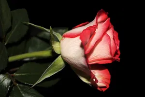 rose jigsaw puzzle