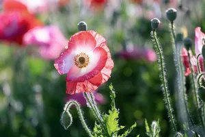poppies jigsaw puzzle