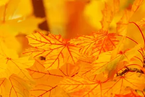 autumn jigsaw puzzle